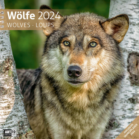 Bild zu Wölfe Kalender 2024 - 30x30 von Ackermann Kunstverlag
