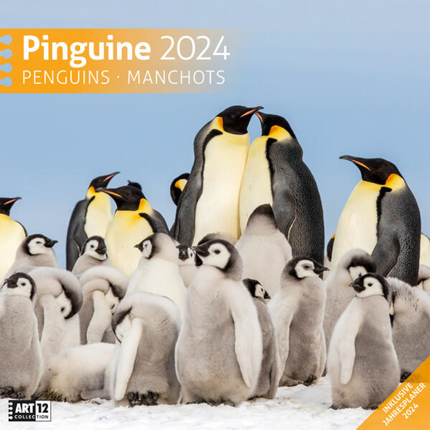 Bild zu Pinguine Kalender 2024 - 30x30 von Ackermann Kunstverlag