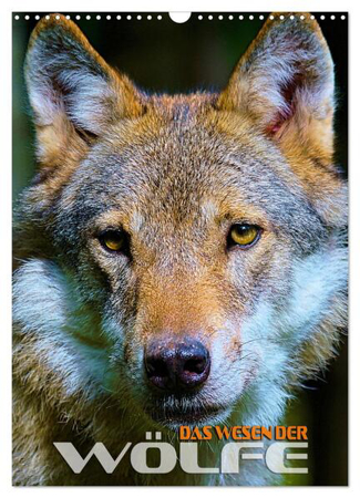 Bild zu Das Wesen der Wölfe (Wandkalender 2024 DIN A3 hoch), CALVENDO Monatskalender von Utz, Renate