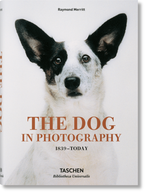 Bild zu The Dog in Photography 1839-Today von Merritt, Raymond