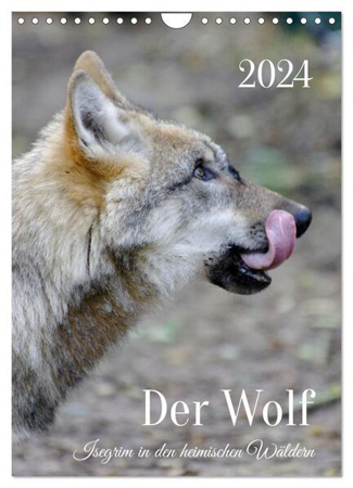 Bild zu Der Wolf - Isegrim in den heimischen Wäldern - Kalender 2024 (Wandkalender 2024 DIN A4 hoch), CALVENDO Monatskalender von Rohde, Angela